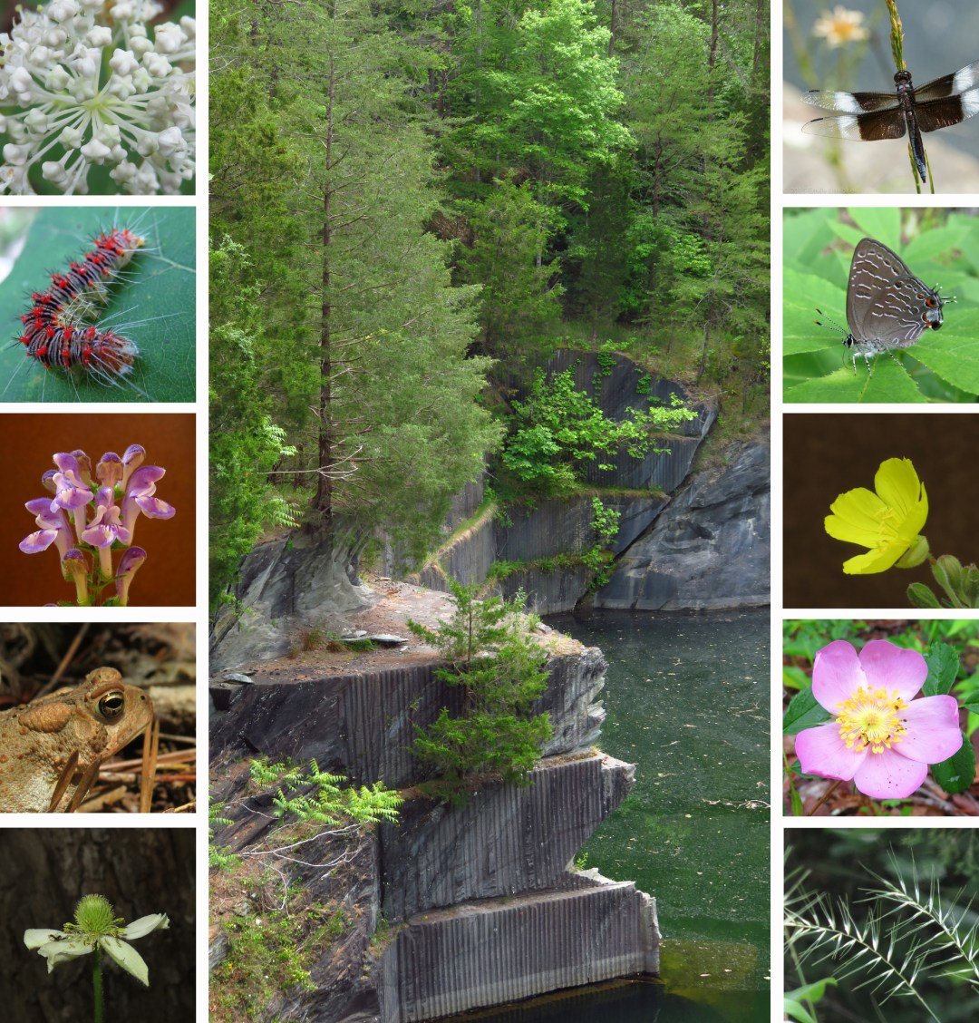 Flora and fauna thrive at the quarry gardens in Virginia due to soapstone mineral deposits